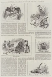 Wystawa kolonialna i indyjska, Australia Zachodnia